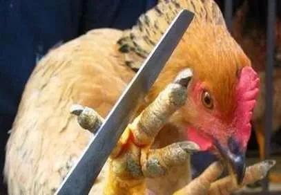 精选美食推荐：大蒜烧猪肚，冬笋炒腊肉，清蒸偏口鱼的做法：kycom(图4)