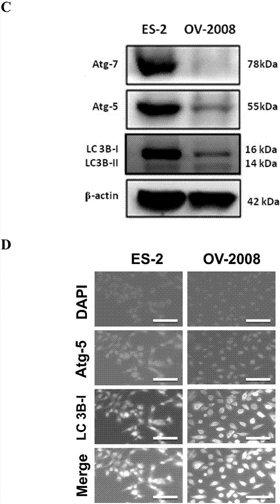 kycom-美食分享：可乐烧肘子、爆炒猪肝黄瓜、韭菜炒猪血的简单做法(图2)