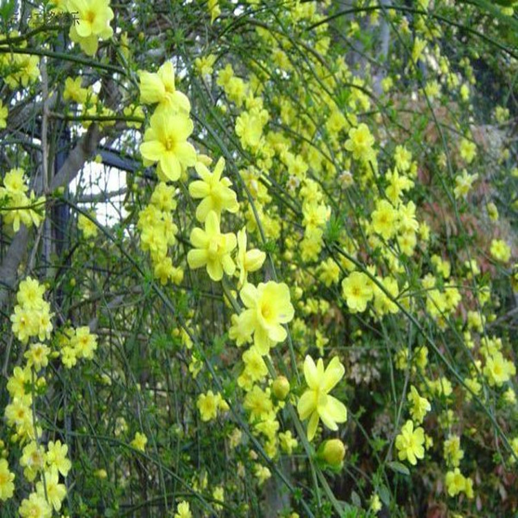 马龙满意球队赛季表现【kycom】(图1)