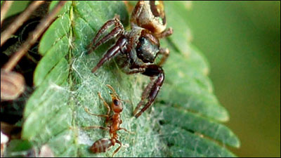 德罗赞32分洛瑞17+10 猛龙力擒奇才3-2拿到赛点-ky.com(图1) 德罗赞32分洛瑞17+10 猛龙力擒奇才3-2拿到赛点-ky.com(图1)