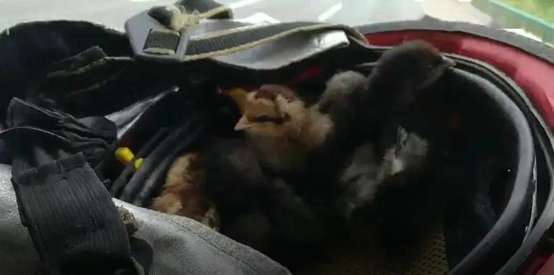 揭秘:19997只小鸡离奇死亡之谜!_ky.com(图9)
揭秘:19997只小鸡离奇死亡之谜!_ky.com(图9)