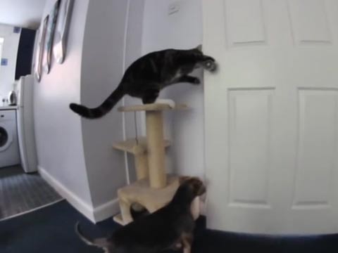 kycom:猫耳朵的做法_猫耳朵怎么做_Heartつs丶的菜谱(图4) ky com