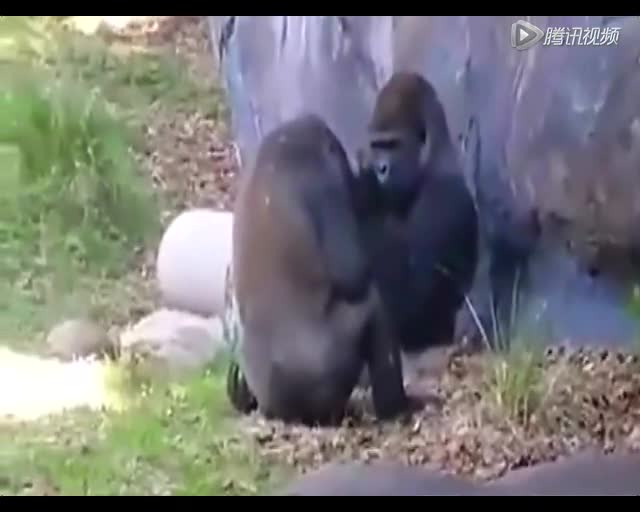 【ky com】友谊赛-拜仁9-1大胜 穆勒3送助攻科曼梅开二度(图1)