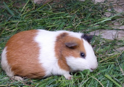 炸土豆的做法_炸土豆怎么做_姚元睿的菜谱|ky com(图2) 炸土豆的做法_炸土豆怎么做_姚元睿的菜谱|ky com(图2)