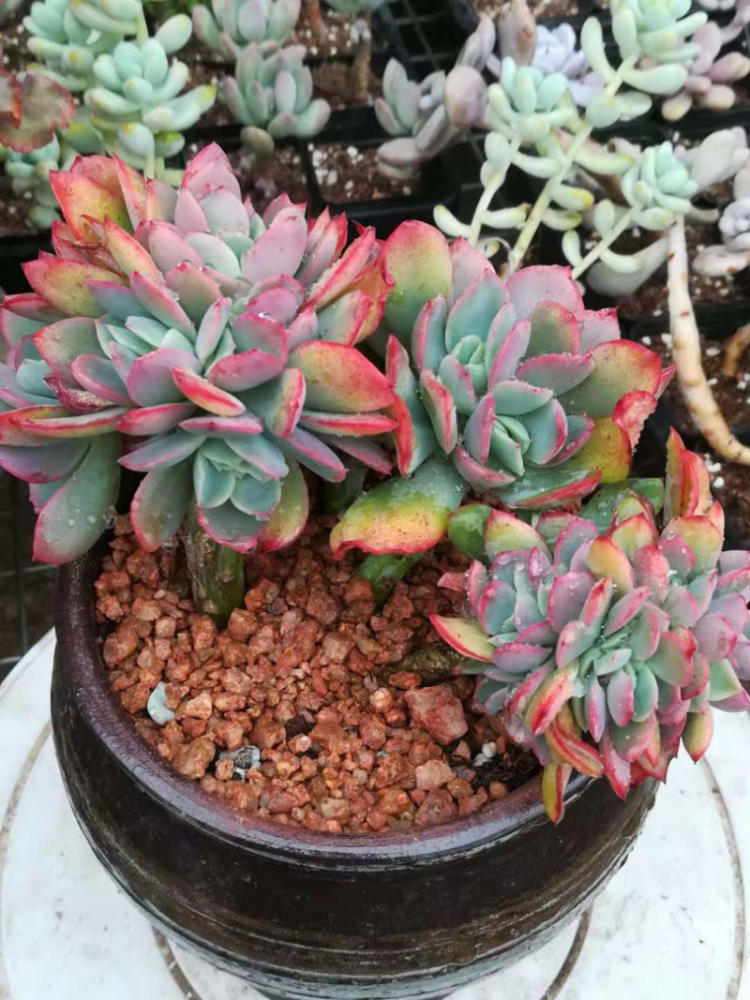 ky.com|纳布里可能无缘战拜仁(图1) ky.com|纳布里可能无缘战拜仁(图1)