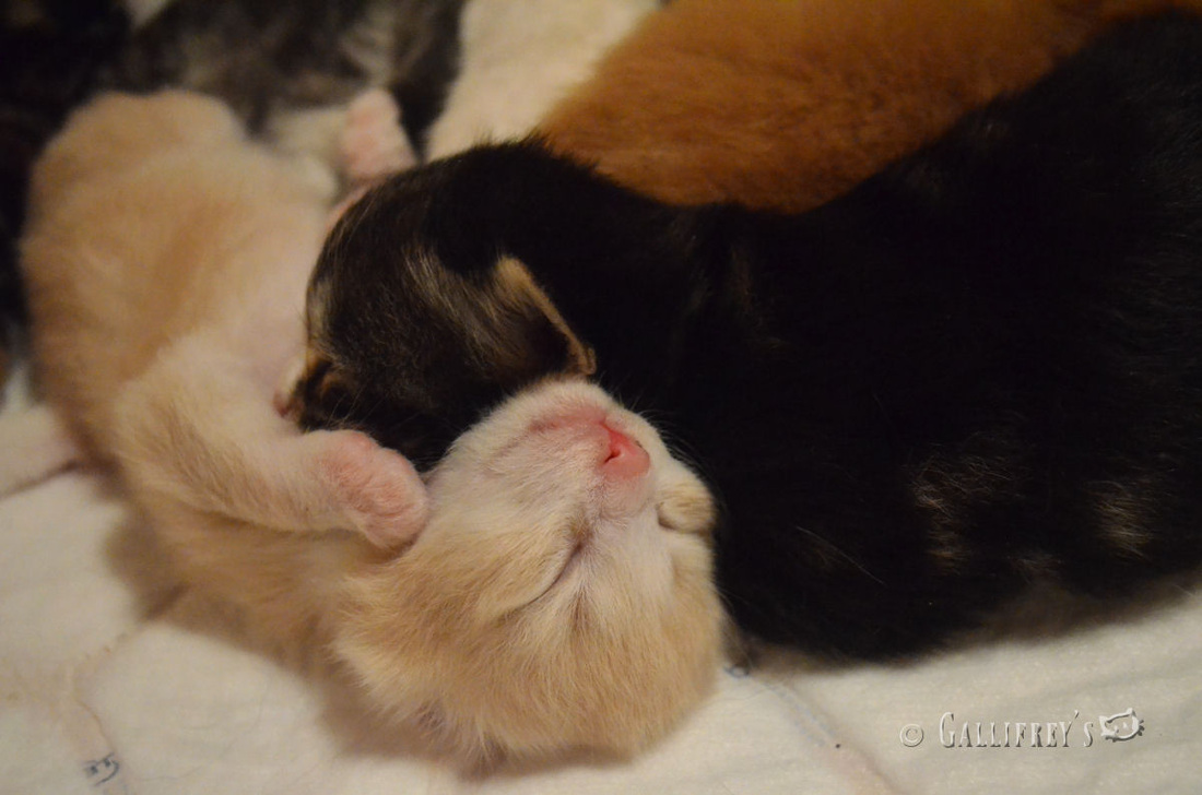 “ky.com”F.古克马兹称新赛季是最重要的一年(图1) ky com