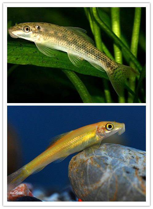 林书豪再现!末节表现惊人,最终不屈不挠赢全场MVP【ky com】(图2) 林书豪再现!末节表现惊人,最终不屈不挠赢全场MVP【ky com】(图2)