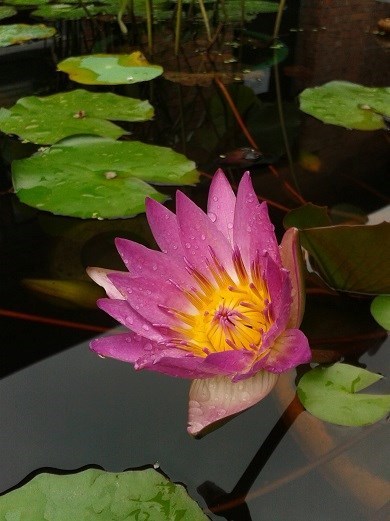 ky.com：这几道美食要常吃，做法简单家常，还能帮胃不好的朋友们养胃(图1)