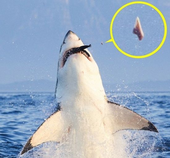 美食分享:白菜豆腐卷,柠檬口水鱼,川版酸菜白肉的做法|kycom(图1) ky com