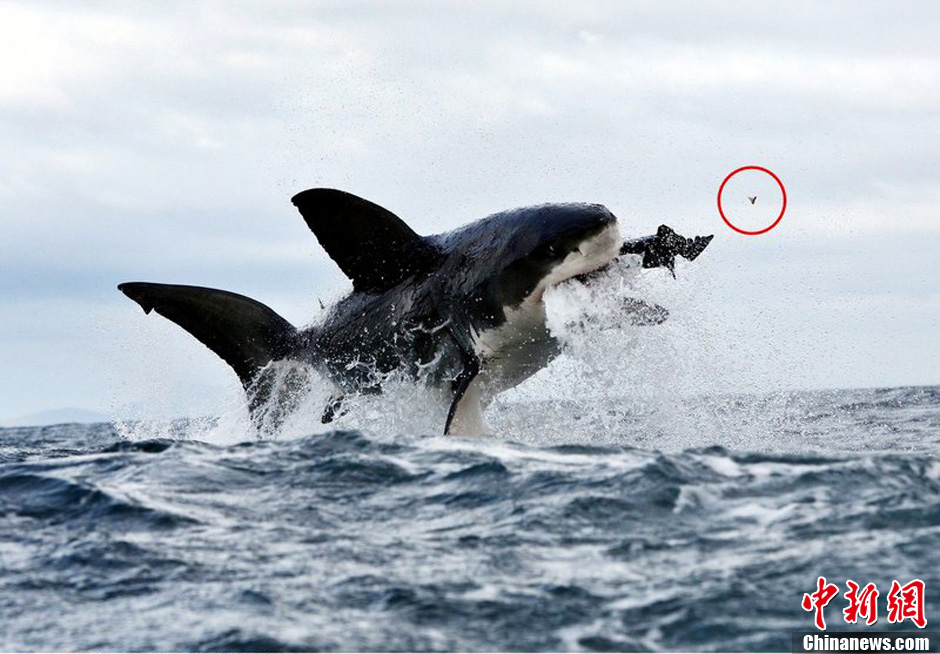 椰丝球的做法_椰丝球怎么做_烘焙有方~蒸烤教学服务的菜谱:ky.com(图1) ky com