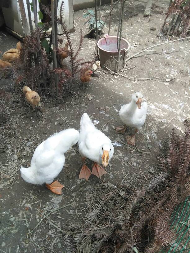 菌菇闸蟹汤粉的做法_菌菇闸蟹汤粉怎么做_牛妈厨房的菜谱【kycom】(图2) 菌菇闸蟹汤粉的做法_菌菇闸蟹汤粉怎么做_牛妈厨房的菜谱【kycom】(图2)